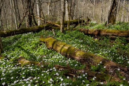 Dyr og natur